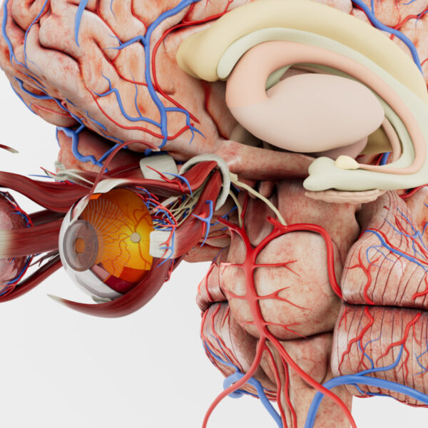 Anatomy master 1