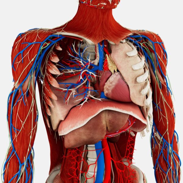 anatomy master 2